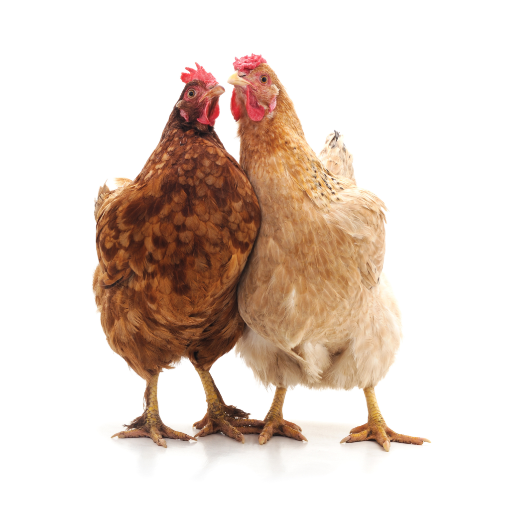 A redish brown hen on the left and a yellow hen on the right standing together for a portrait. Possibly a chocolate orpington and a buff orpington.  