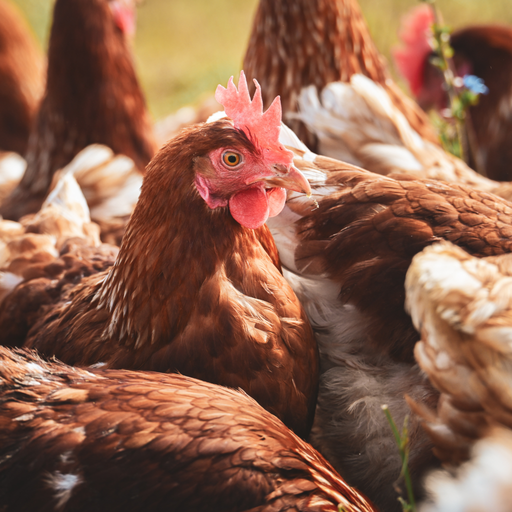 A bunch of red hens gathered together in a grassy field, and a close up of one of the chicken faces. Case packing