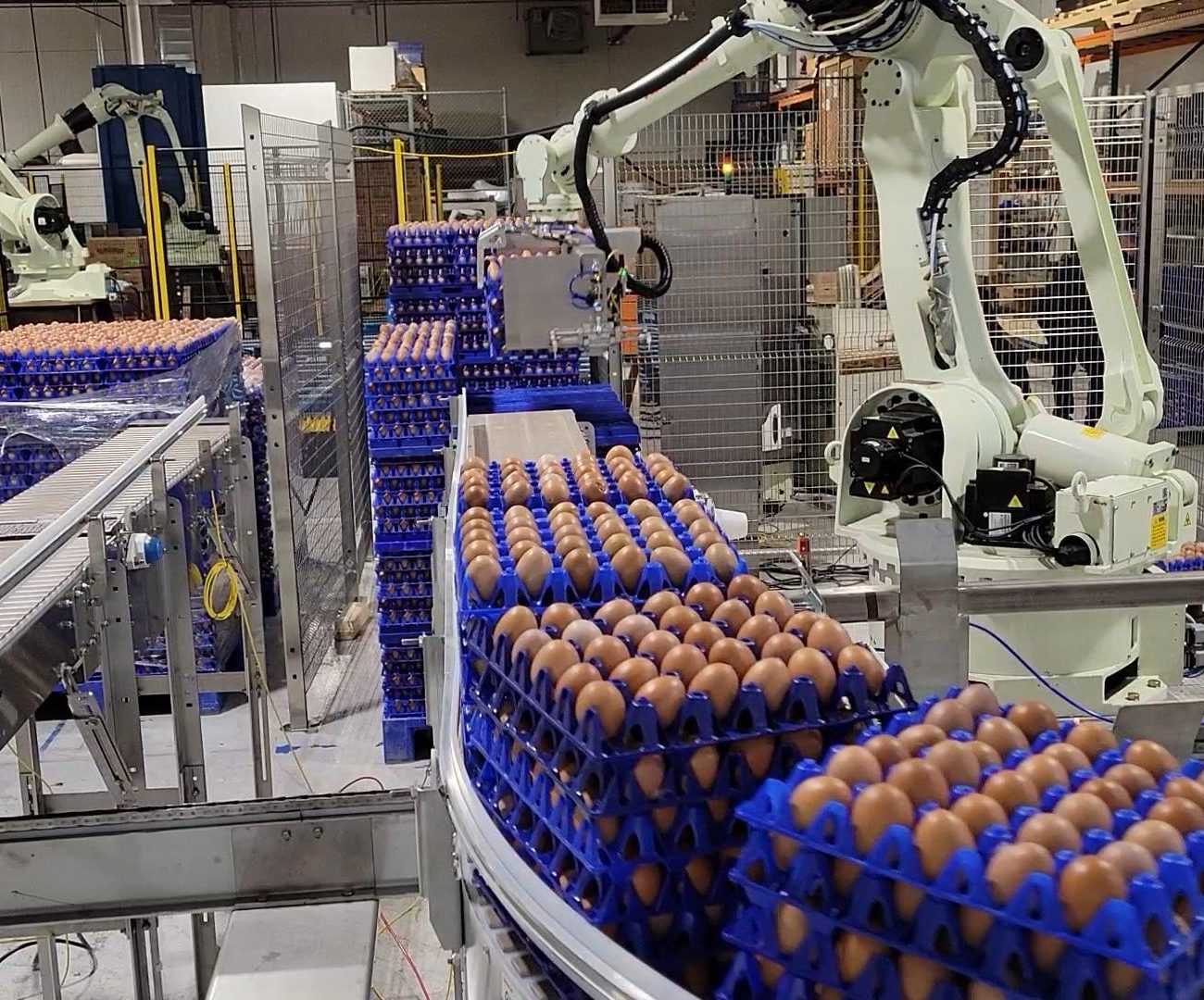 Eggs on a conveyer being palletized by robots at the end of the conveyer