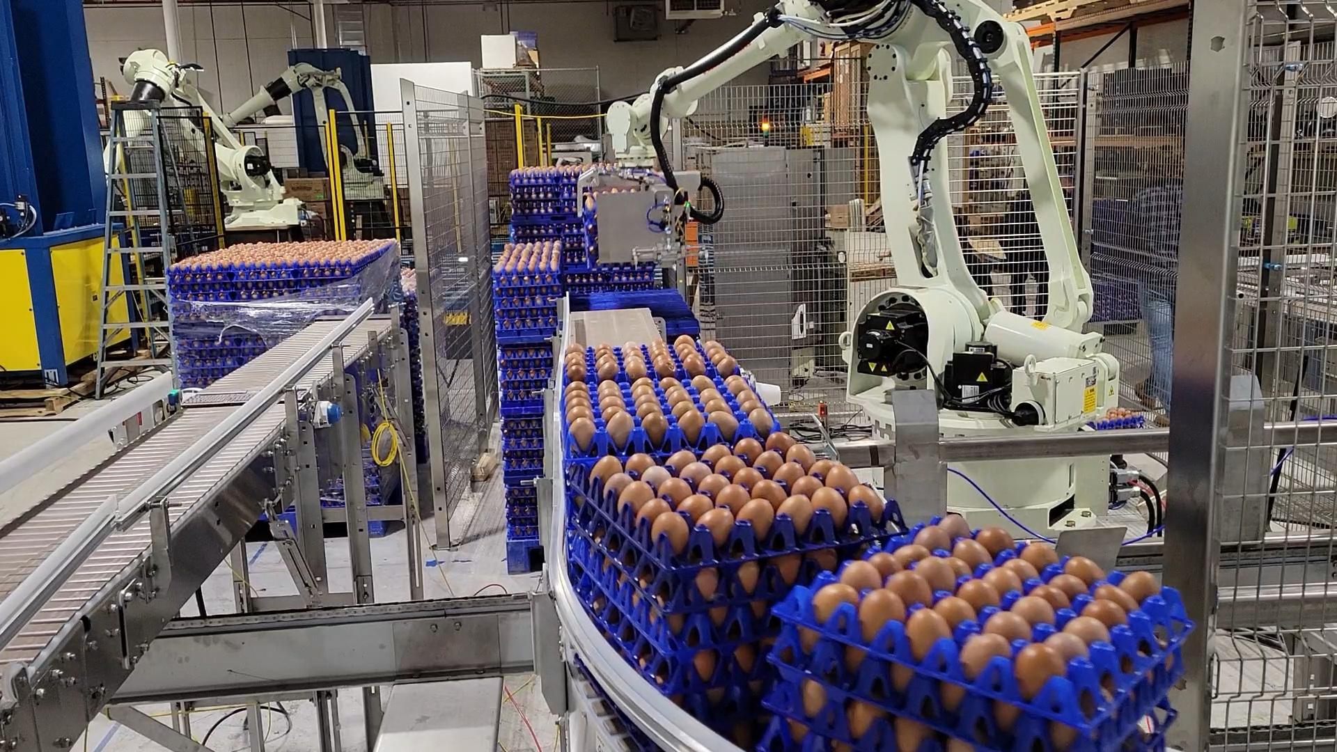 Eggs on a conveyer being palletized by robots at the end of the conveyer